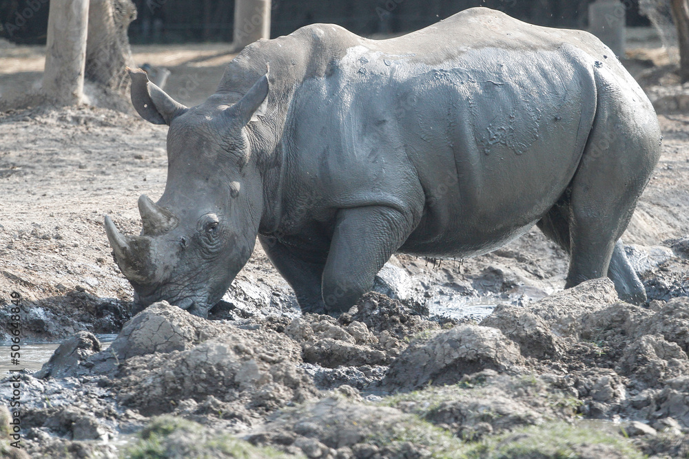 Fototapeta premium The white rhino is mammal and wildlife in garden