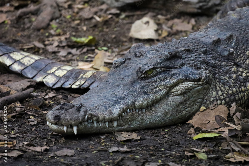 Fototapeta premium Close up crocodile is sleep and rest in garden