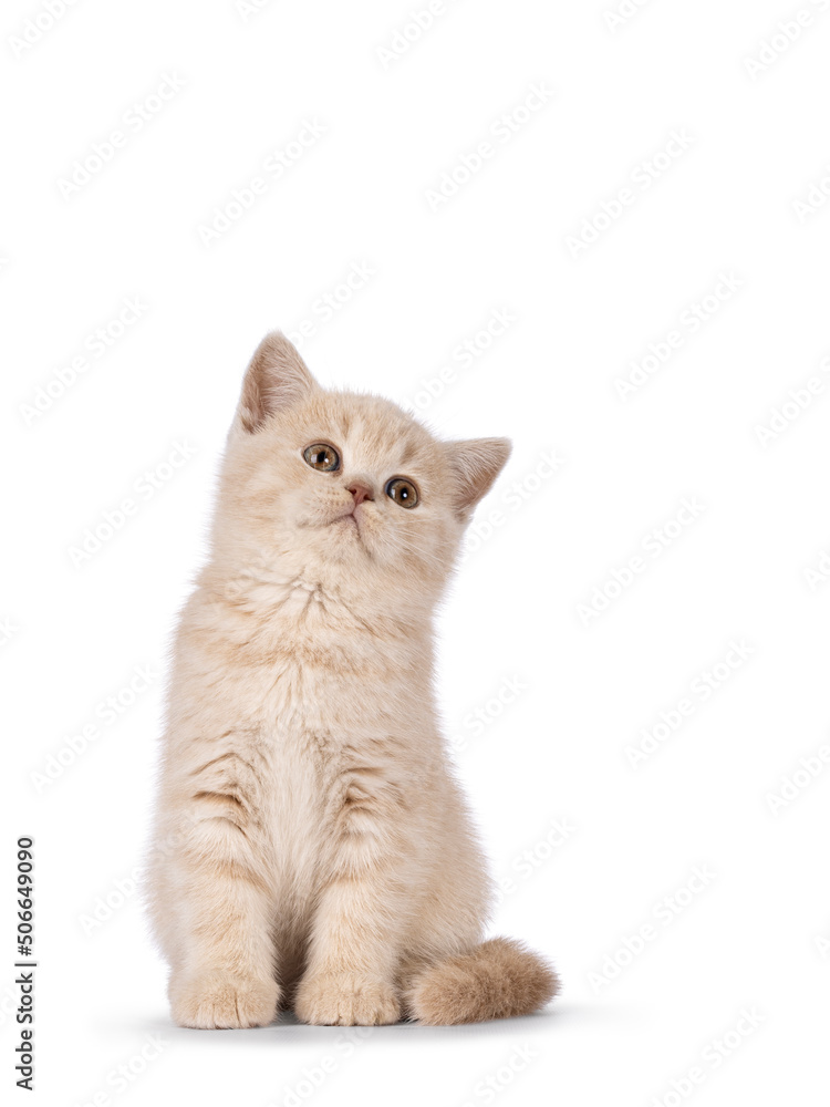 Cute cream British Shorthair cat kitten, sitting up facing front. Looking up with head tilt. Isolated on a white background.