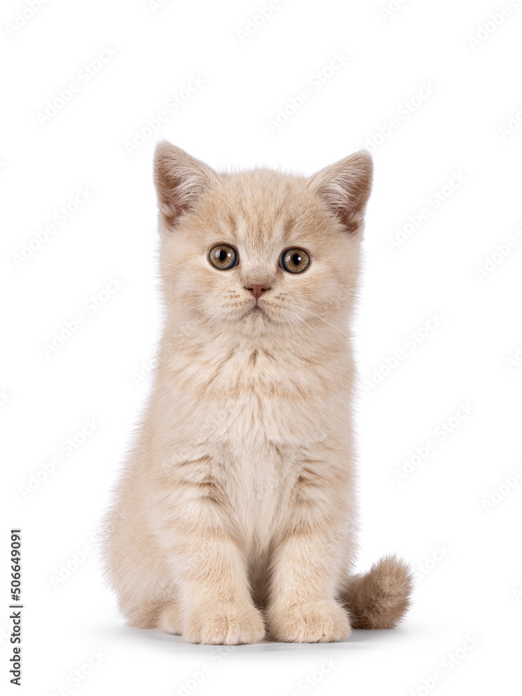 Cute cream British Shorthair cat kitten, sitting up facing front. Looking straight to lens. Isolated on a white background. Cute cream British Shorthair cat kitten, sitting up facing front. Looking straight to lens. Isolated on a white background.