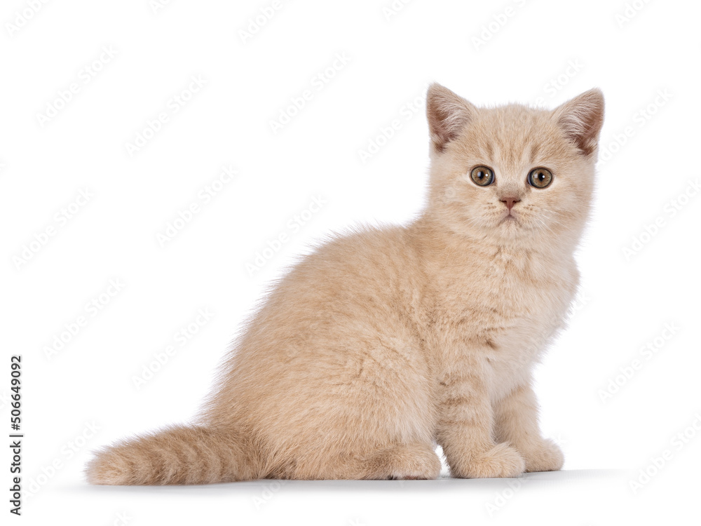 Cute cream British Shorthair cat kitten, sitting up side ways. Looking straight to lens. Isolated on a white background.