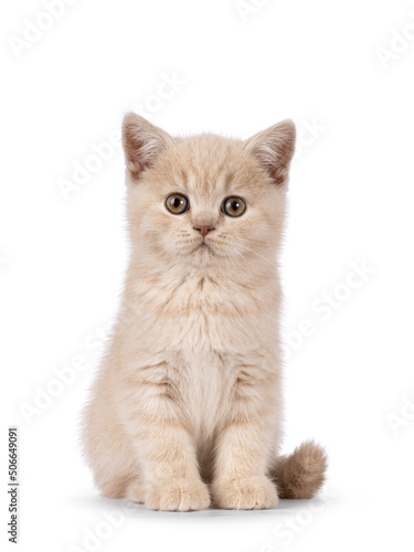 Cute cream British Shorthair cat kitten, sitting up facing front. Looking straight to lens. Isolated on a white background.