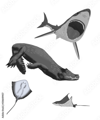 shark cocodrile Stingray black and white  photo