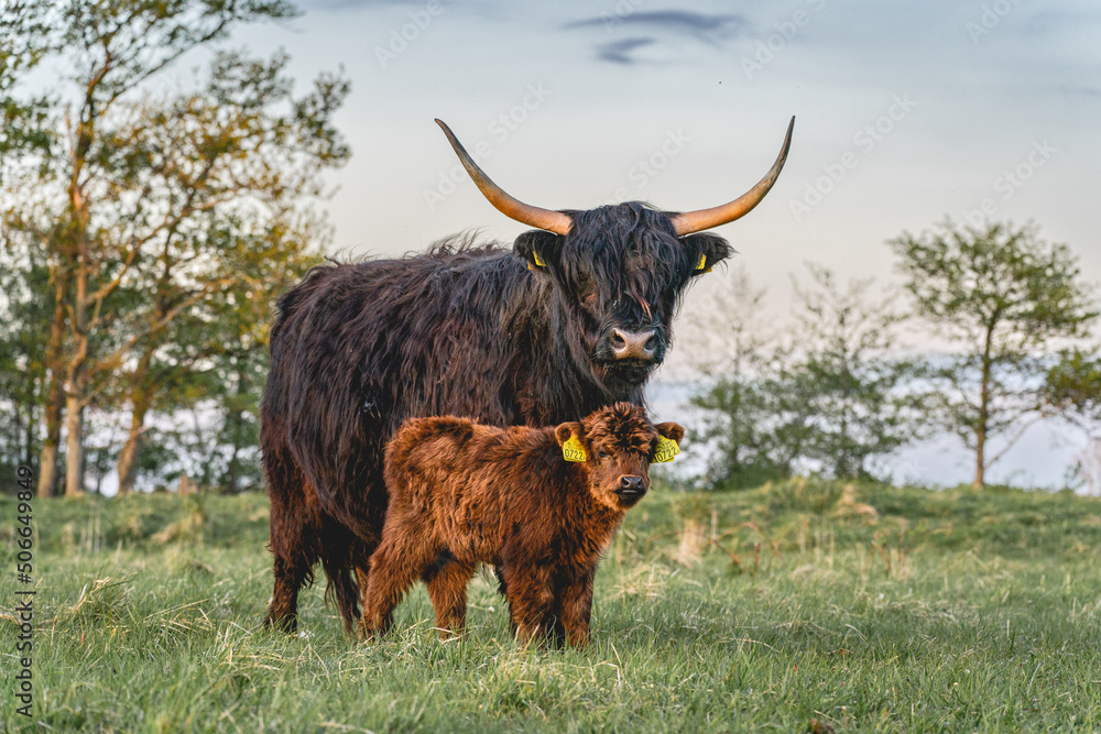 Highlander cows in the dunes of Wassenaar The Netherlands. Highlander cows in the dunes of Wassenaar The Netherlands.