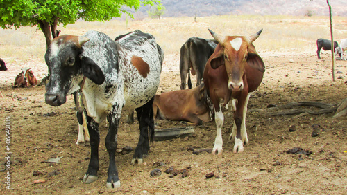 Livestock in farm environment  cows and oxen in northeastern Brazil  amid caatinga