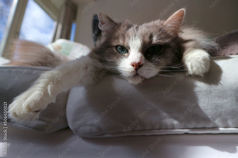Beautiful and cute cat with fluffy, grey fur and pretty green eyes - sleeping on white sofa