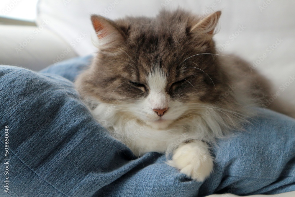 Beautiful and cute cat with fluffy, grey fur and pretty green eyes - sleeping on blue pillow with paws spread