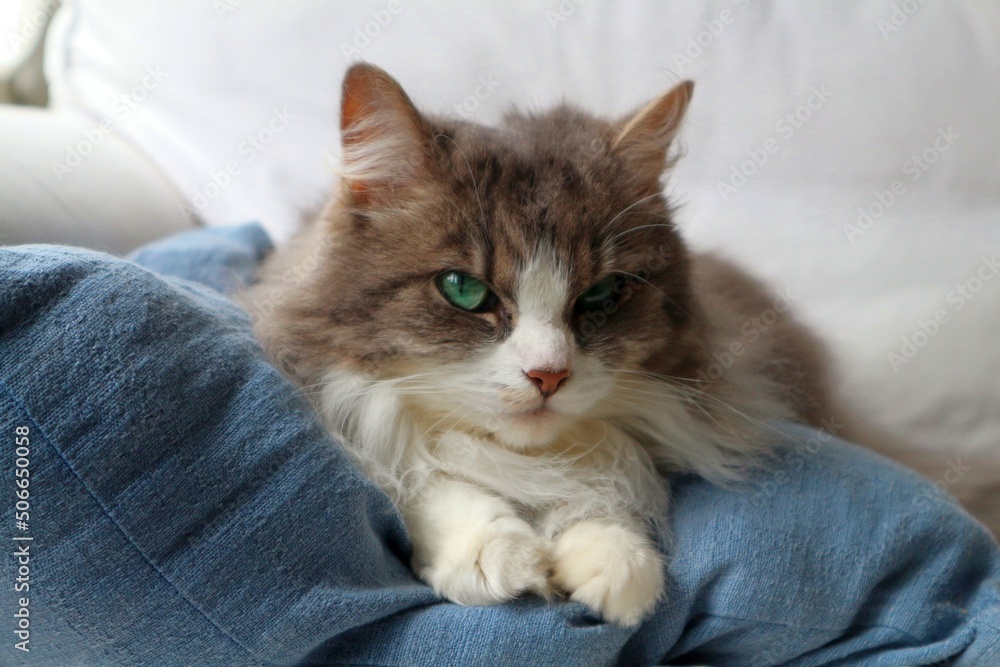 Beautiful and cute cat with fluffy, grey fur and pretty green eyes - sleeping on blue pillow Beautiful and cute cat with fluffy, grey fur and pretty green eyes - sleeping on blue pillow
