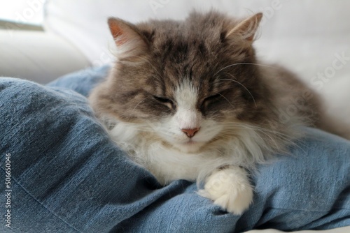 Beautiful and cute cat with fluffy, grey fur and pretty green eyes - sleeping on blue pillow with paws spread