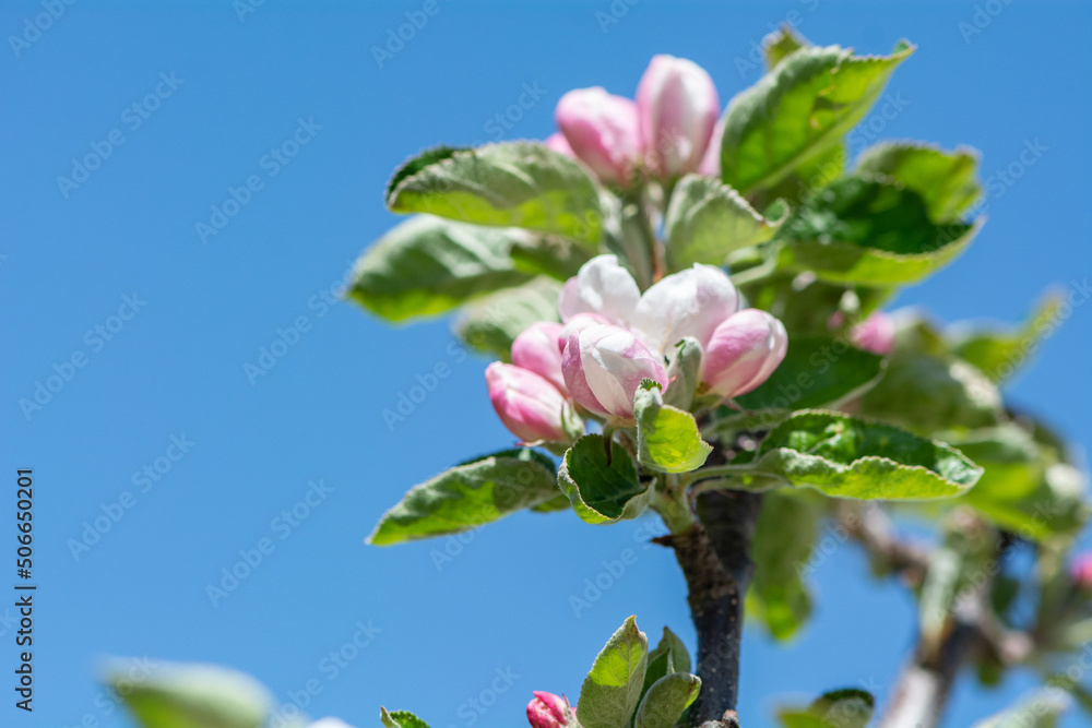Obraz premium Apfelbaumblüten