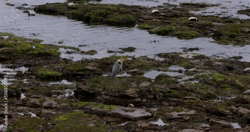Footage of a majestic grey heron resting on a rocky beach at low tide with water puddles, green seaweeds and some ducks
