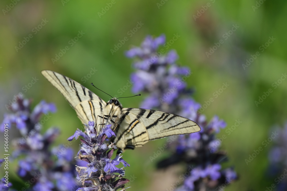 Scarce swallowtail butterfly close up on a flower Scarce swallowtail butterfly close up on a flower