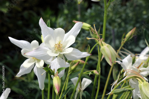 White Common Columbine flowers  Derbyshire England 