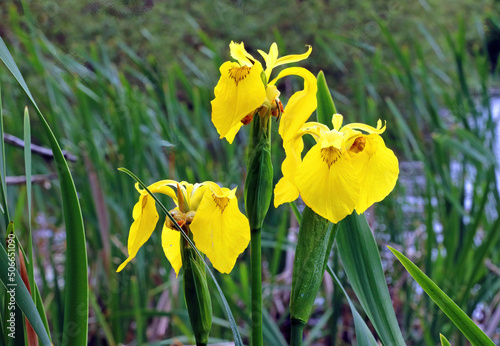 Foto Trio of Yellow flag iris blooms, Derbyshire England