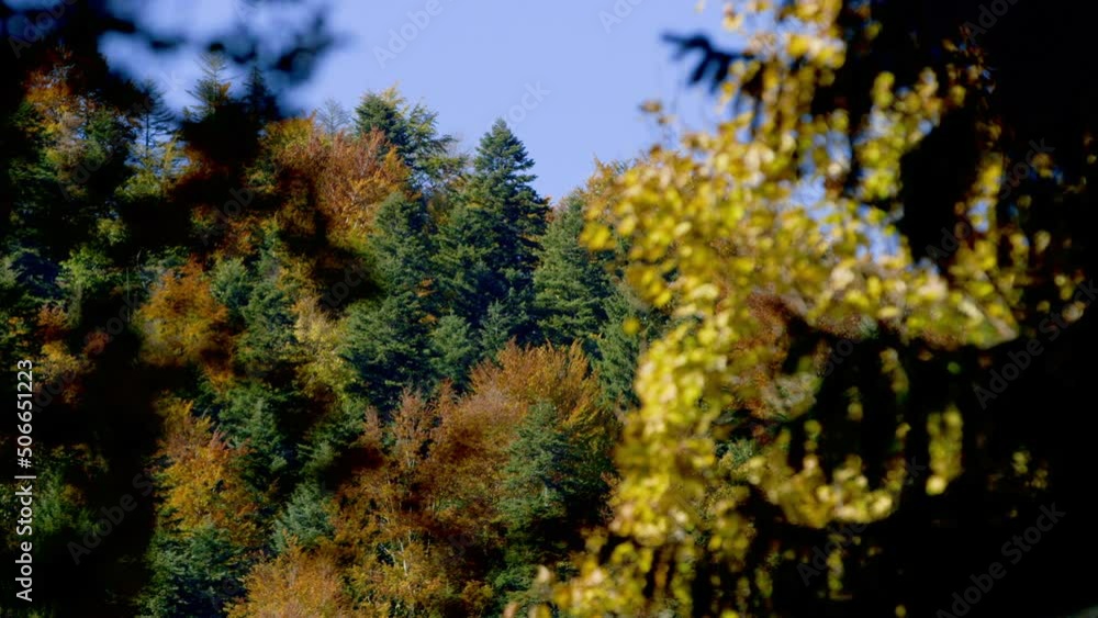 FOCUS PULL between stunning autumnal multi coloured trees, Romania FOCUS PULL between stunning autumnal multi coloured trees, Romania