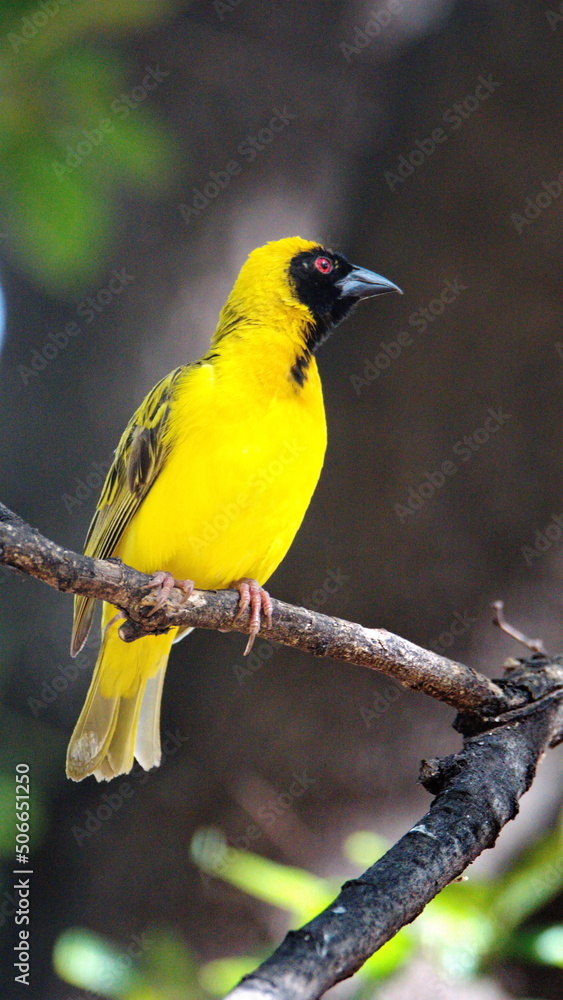 Obraz premium Male Southern masked weaver (Ploceus velatus) perched in a tree in a backyard in Pretoria, South Africa