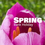 Illustration of fresh purple tulip flower with spring bank holiday text