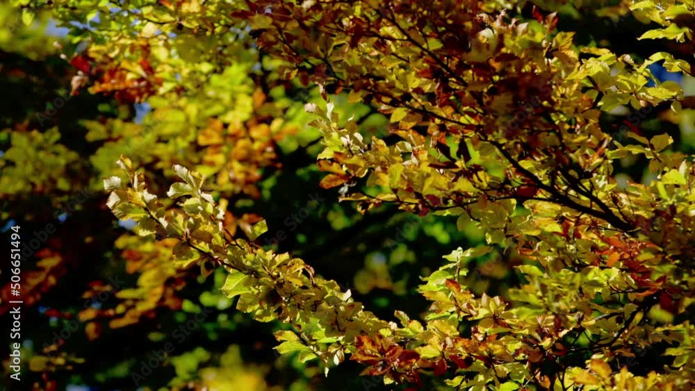 FOCUS PULL to beech tree leaves in stunning autumnal rich vibrant colours FOCUS PULL to beech tree leaves in stunning autumnal rich vibrant colours