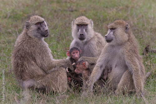 baboon mother and baby photo