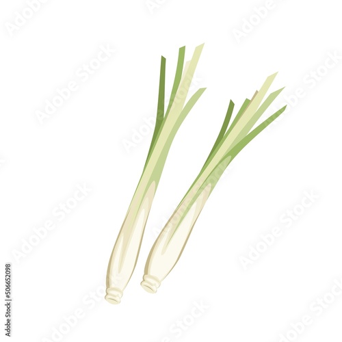 Vector illustration of lemongrass or Cymbopogon, isolated on a white background.