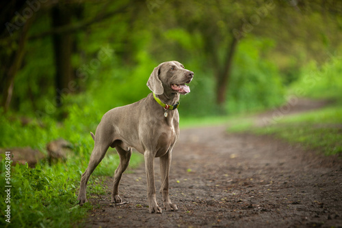 Tableau sur toile Hunting dog breeds forest, spring