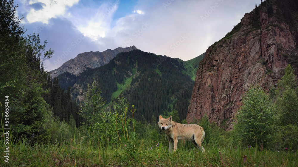 A wild wolf in the Zailiysky Alatau reserve, against the backdrop of mountain peaks and rocks