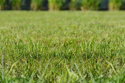 Beautiful lawn with green grass outdoors on sunny day, closeup