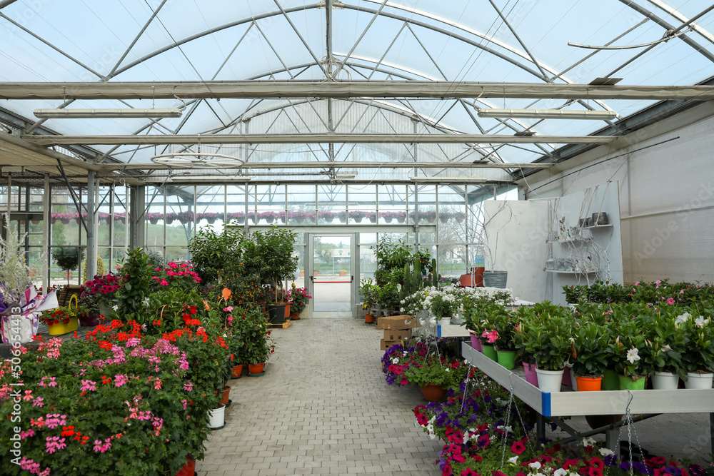 Many different beautiful potted plants in garden center Many different beautiful potted plants in garden center