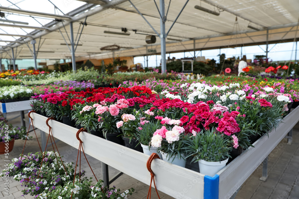 Different beautiful blooming carnation plants on table in garden center