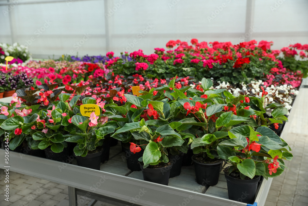 Many beautiful blooming begonia plants on table in garden center