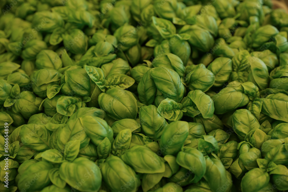 Beautiful green basil plants as background, closeup Beautiful green basil plants as background, closeup