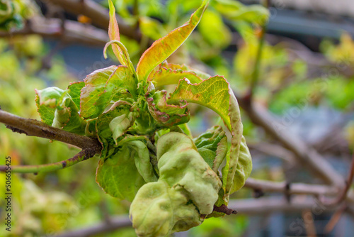 tree leaf disease, twisted peach tree leaves.