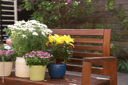 Many different beautiful blooming plants in flowerpots on wooden bench outdoors