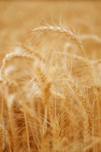 Golden wheat field or barley farming. Rye of barley plants harvest