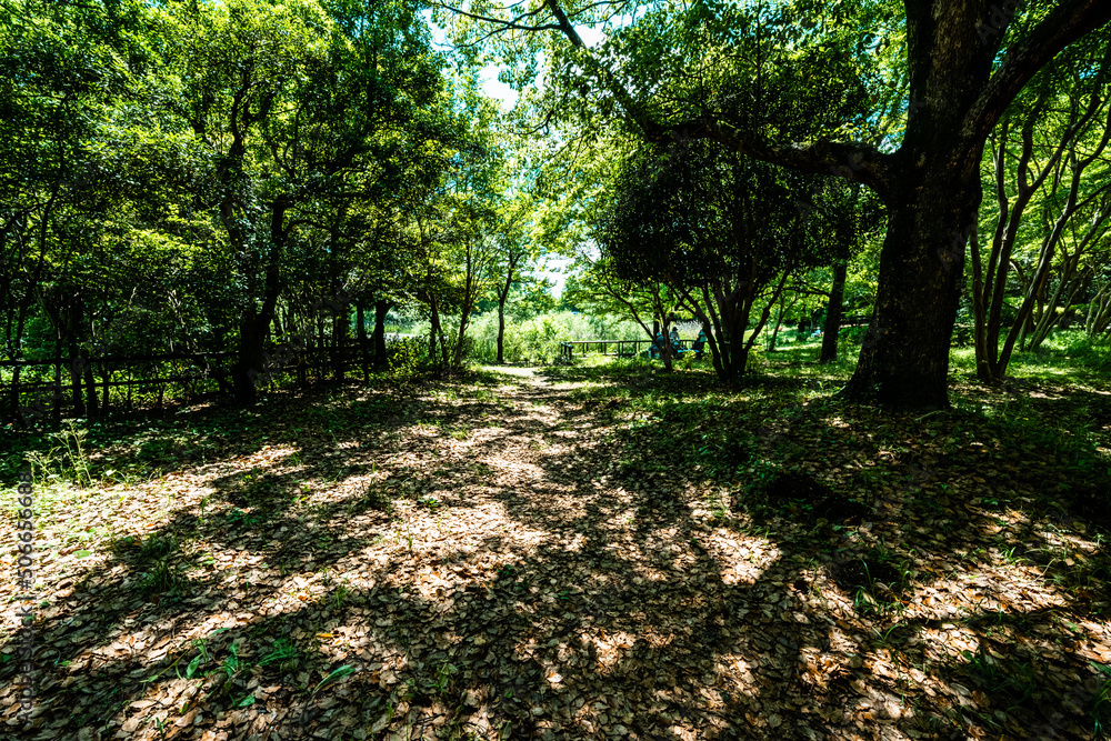 Fototapeta premium 森