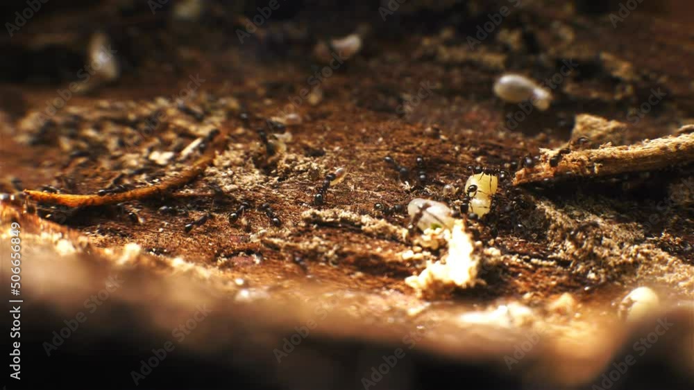 Ants saving eggs at anthill Ants saving eggs at anthill