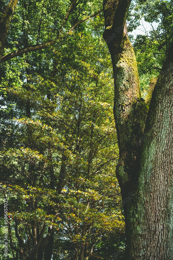 Fototapeta premium 木