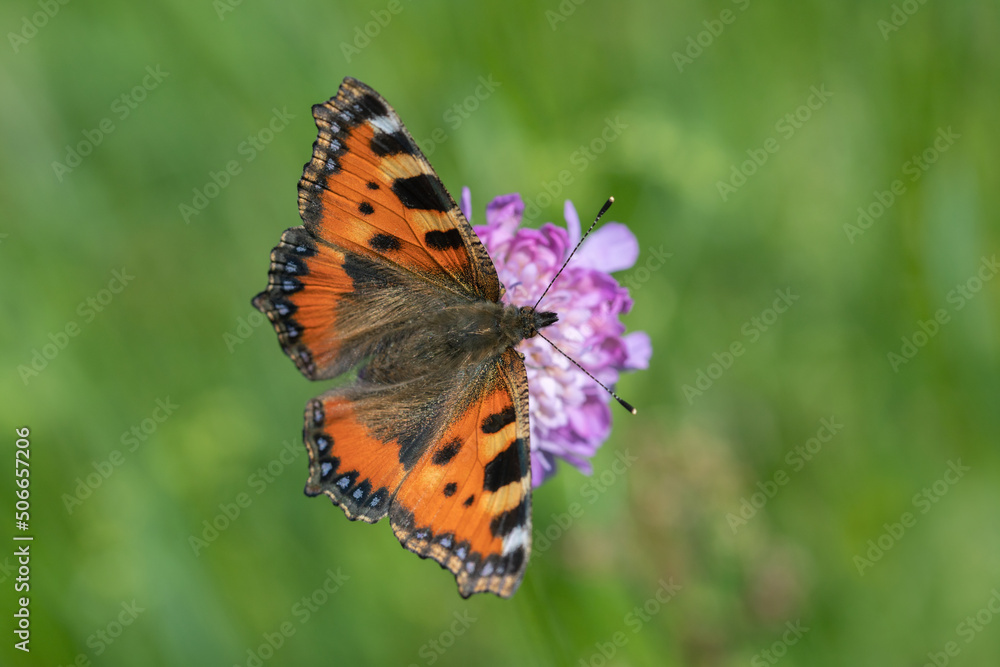 Small tortoiseshell butterfly (Aglais urticae) on a field scabious (Knautia arvensis). Small tortoiseshell butterfly (Aglais urticae) on a field scabious (Knautia arvensis).