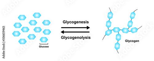 Scientific Designing of Differences Between Glycogenesis And Glycogenolysis. Metabolic Reactions Between Blood And Liver. Vector Illustration. photo