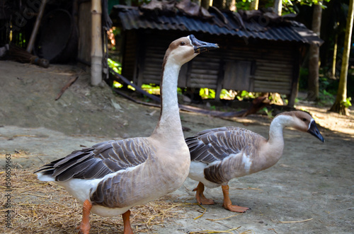Selective focus on the Chinese goose, Chinese geese breed searching for the food. Domestic goose or swans looking for the water to swim