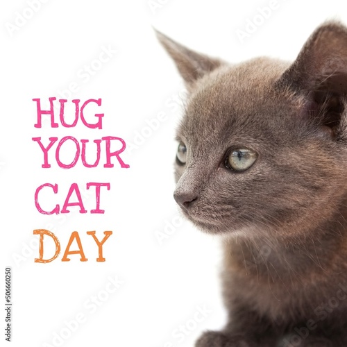Composite of hug your cat day text with gray cat against white background, copy space