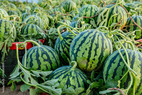 Fresh watermelon fruit just picked in the watermelon field. Agricultural watermelon field. Watermelon harvest season in summer.