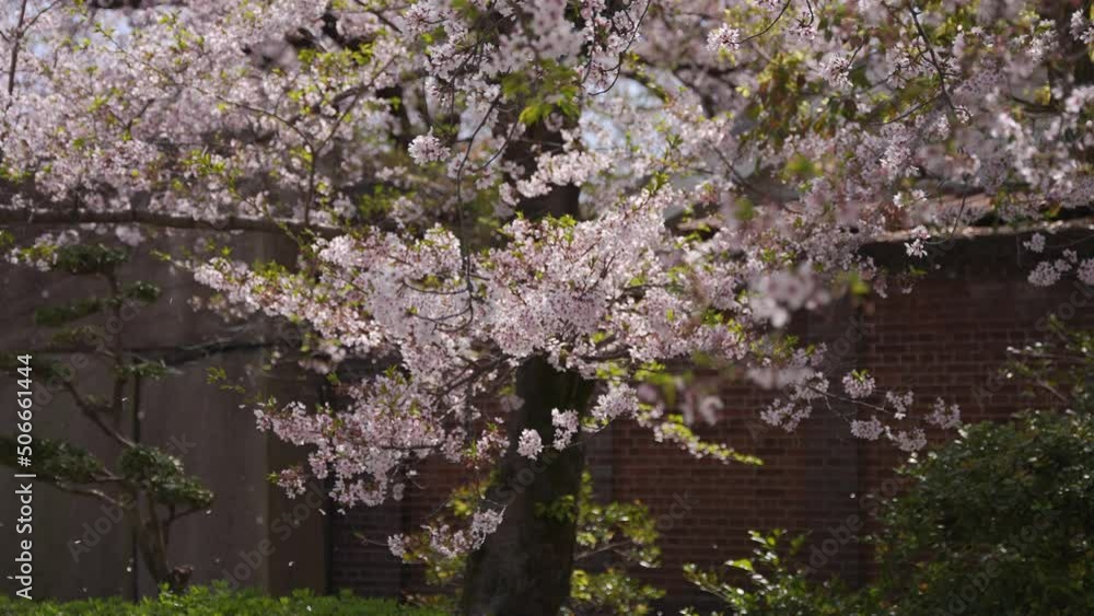 Sakura Tree Blossom Falling in Slow Motion, Spring Season in Japan Sakura Tree Blossom Falling in Slow Motion, Spring Season in Japan