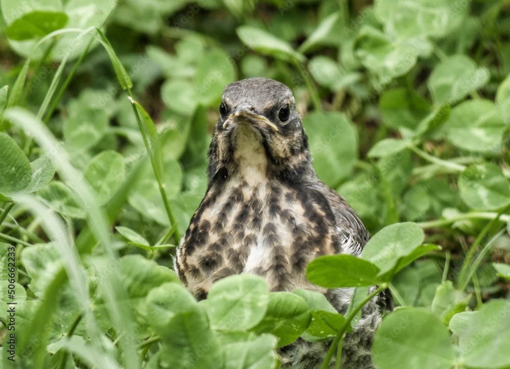 owl owl