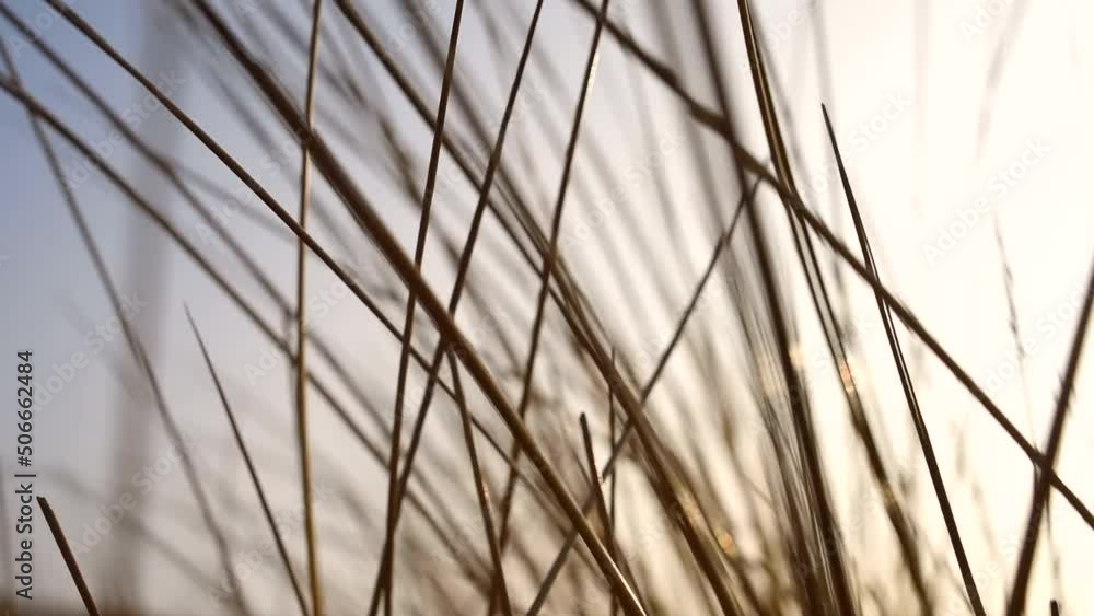 Close up of reeds blowing in a soft wind at the beach in summer sunlight Close up of reeds blowing in a soft wind at the beach in summer sunlight