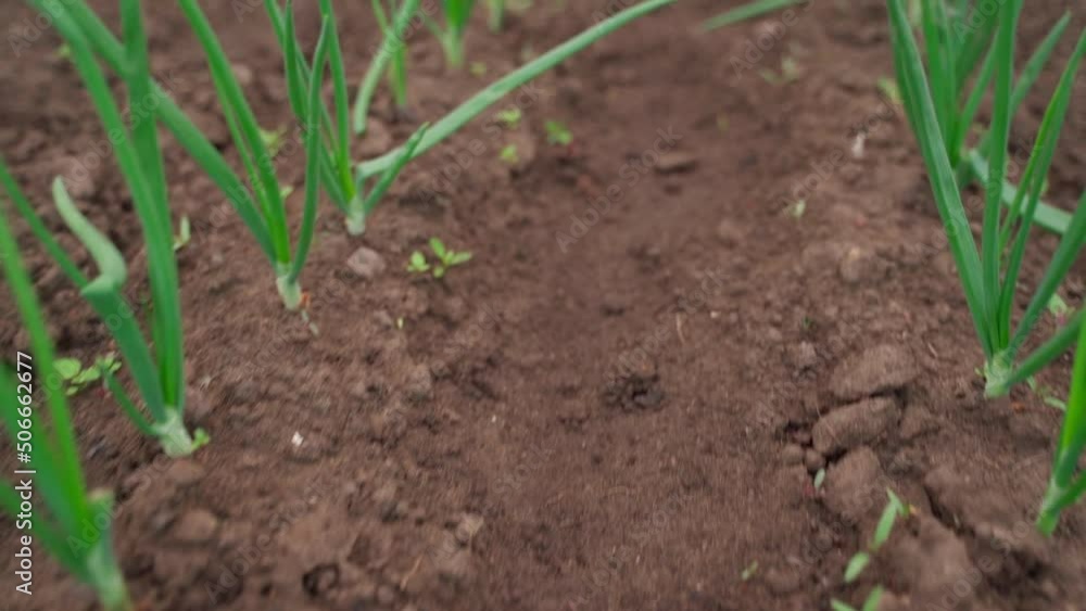 Bed with growing green onions in the garden. Green onions with broken leaves Bed with growing green onions in the garden. Green onions with broken leaves