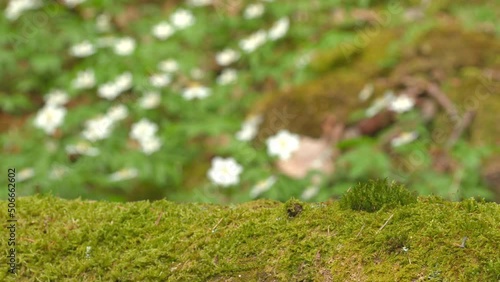 wood anemone close view dolly move early spring forest natural world norway photo