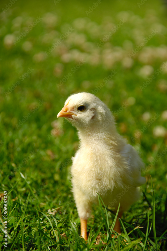 Obraz premium Baby chick on green grass