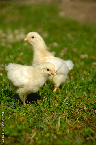 Two baby chicks on green grass