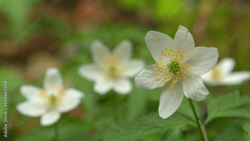 wood anemone close view early spring forest natural world norway wood anemone close view early spring forest natural world norway